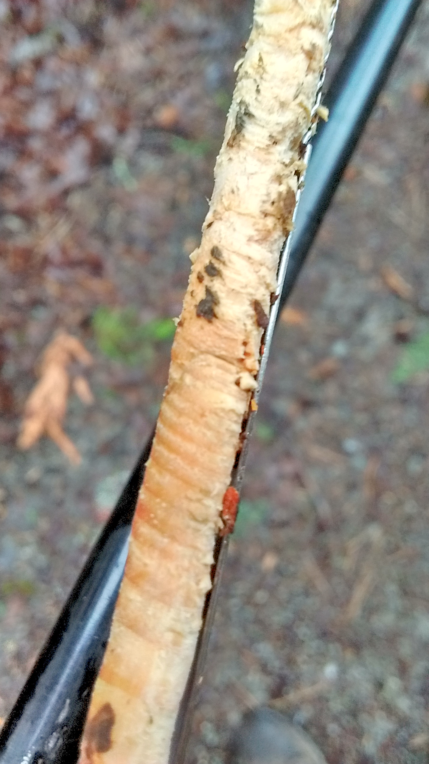 img_20170220_151514411_hdr