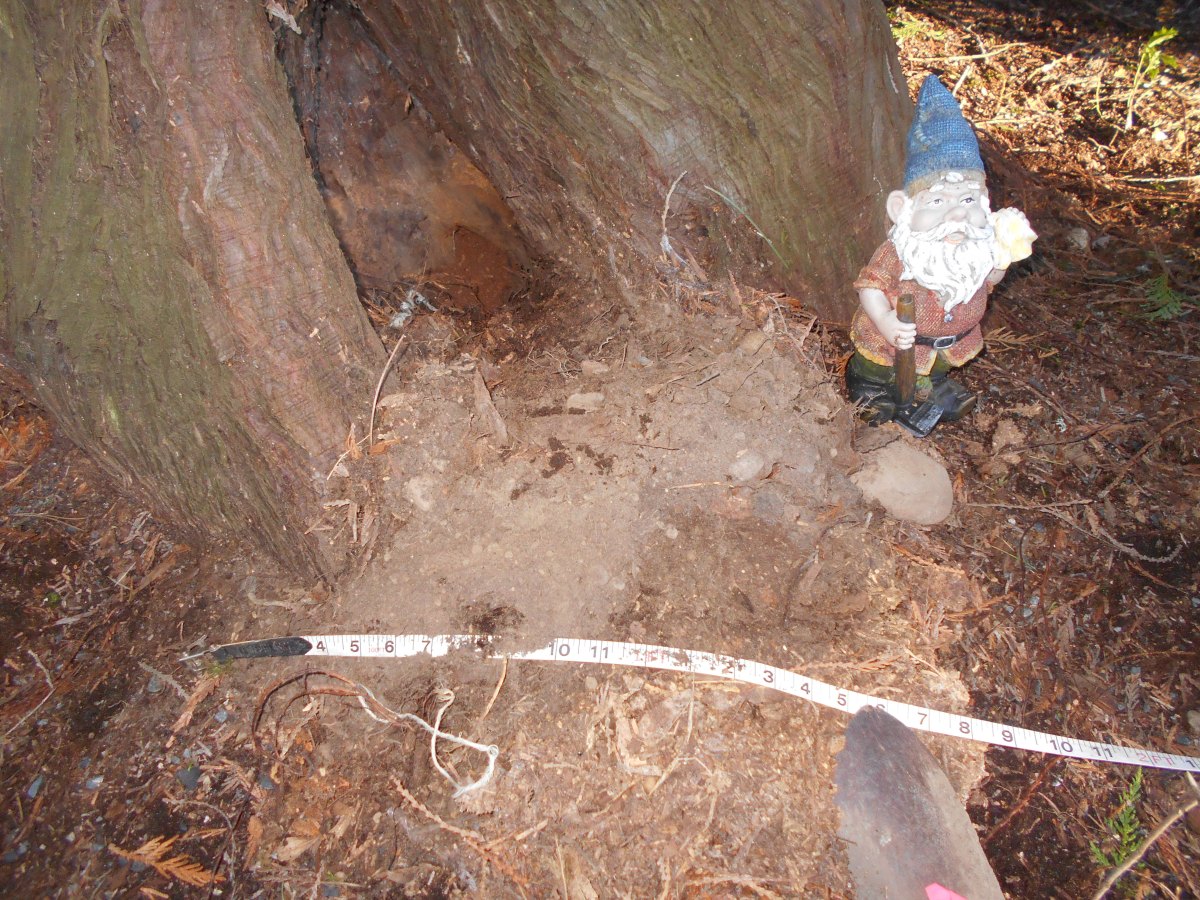 Western Red Cedar – Hazard Tree Analysis – NICOTERRA