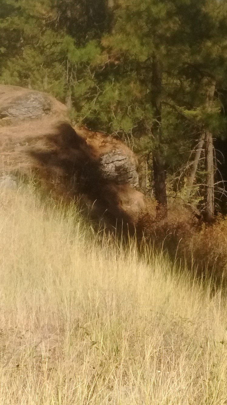 lfcf-grasses-rock-outcrop